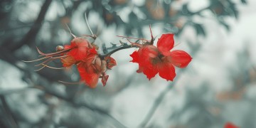 RO手游中什么是挂件？
